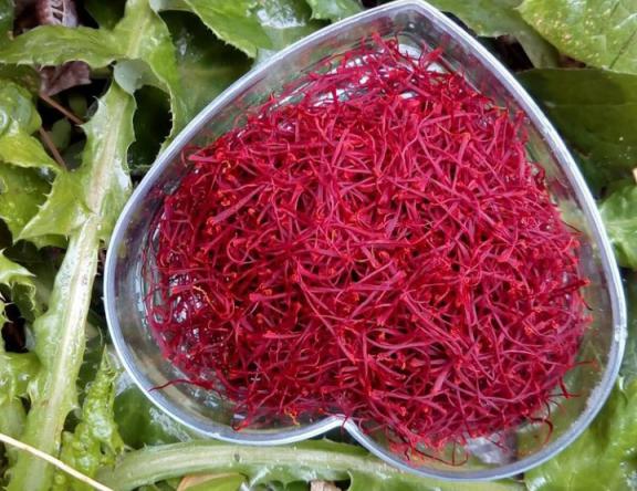 خرید مستقیم زعفران ممتاز کرمانشاه