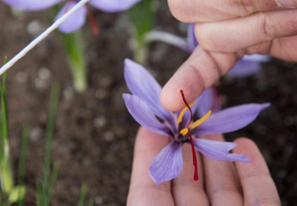 فواید مصرف زعفران کوهی