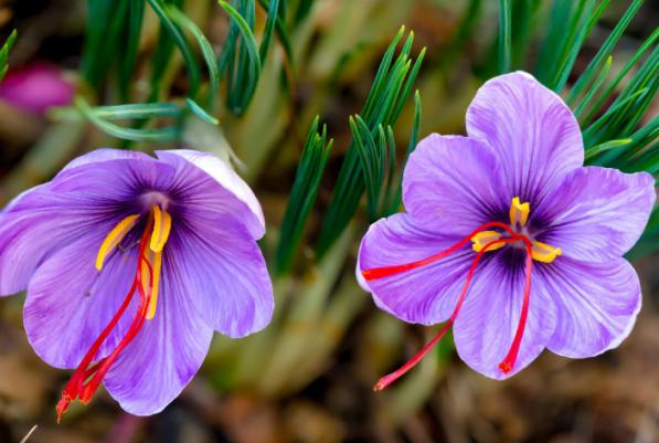 قیمت روز زعفران کوهی