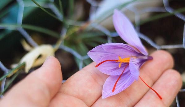 عرضه کننده زعفران کوهی کرمانشاه