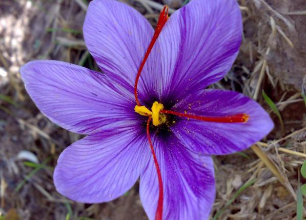 مراکز پخش زعفران ممتاز