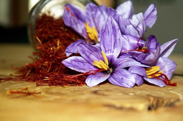 توزیع مستقیم زعفران صادراتی کرمانشاه