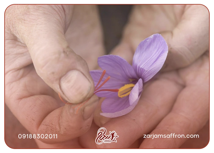 توزیع زعفران مرغوب بسته بندی کرمانشاه