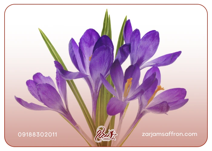 آشنایی با مهمترین خواص زعفران