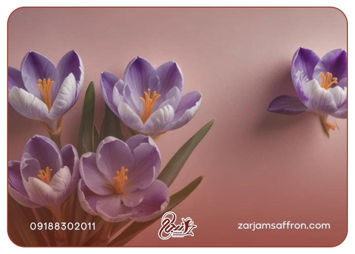همه چیز درباره زعفران نگین کرمانشاه